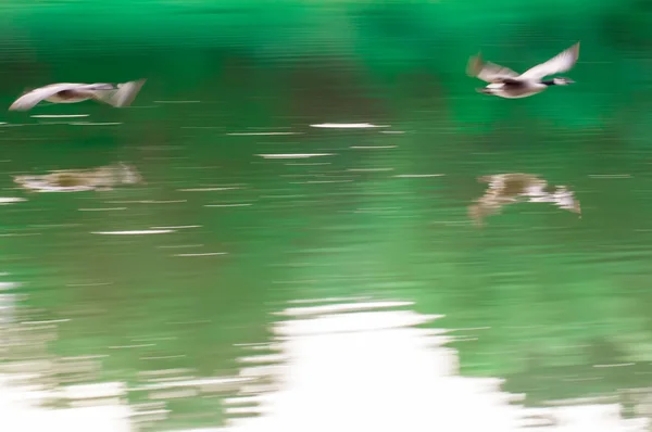 Abstrakte Gänse fliegen über Wasser des Sees — Stockfoto