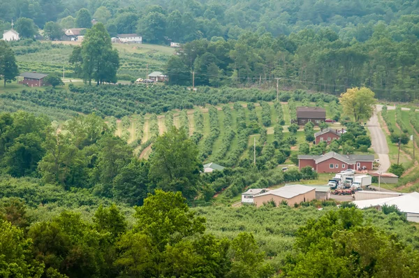 Виноградник на расстоянии девственных гор — стоковое фото