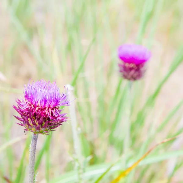 Flor de cardo nos prados. Onopordum Acanthium. Planta espinhosa — Fotografia de Stock