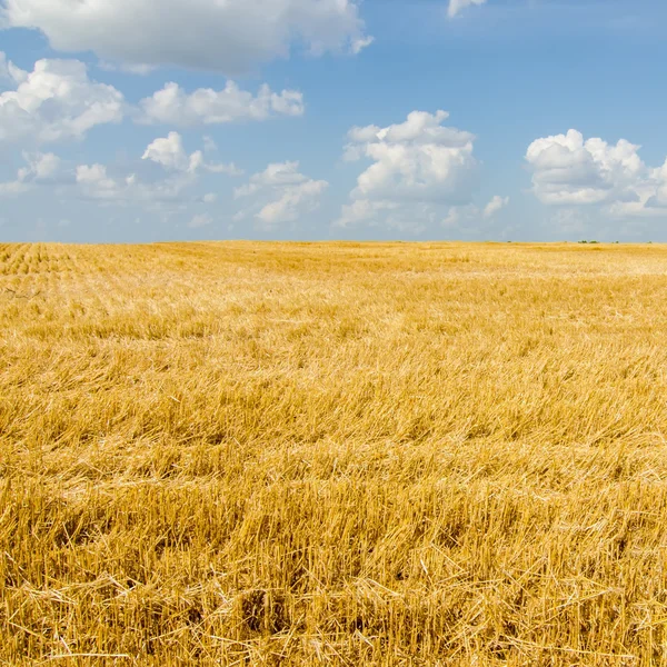 Harvest ready farm field with blue sky — Stock Photo, Image