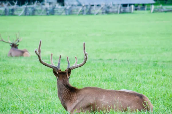 Älg som vilar på en äng i great smoky mountains — Stockfoto