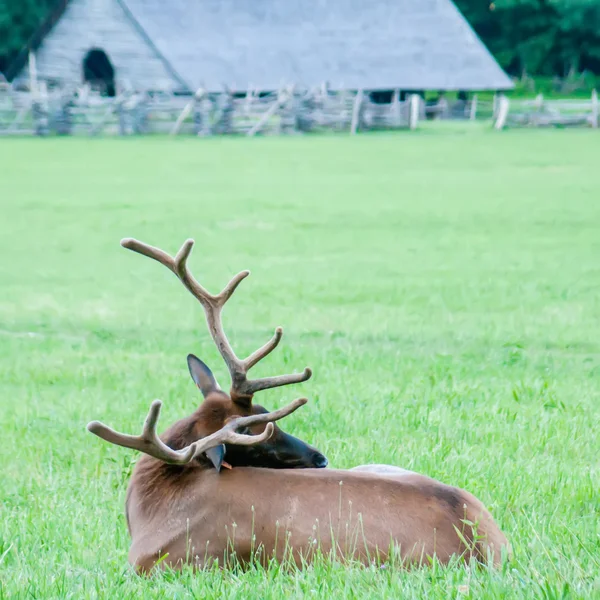 麋鹿在大烟山的草地上休息 — 图库照片