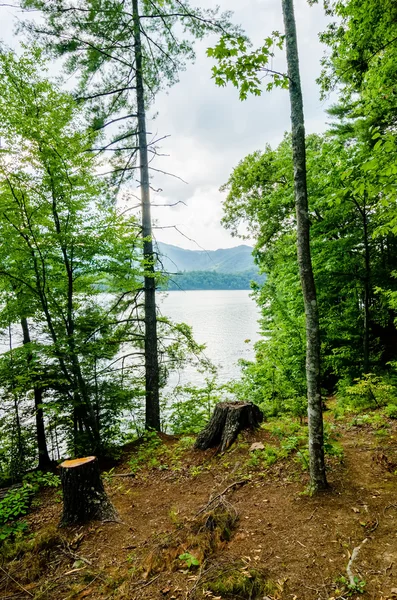 Пни деревьев, торчащие у озера — стоковое фото