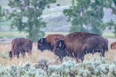 Bizon Yellowstone Milli Parkı, Wy, ABD otlatma