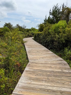 Sahile giden sakin patika.