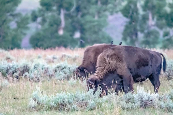 Pâturage Bisons Dans Parc National Yellowstone États Unis — Photo
