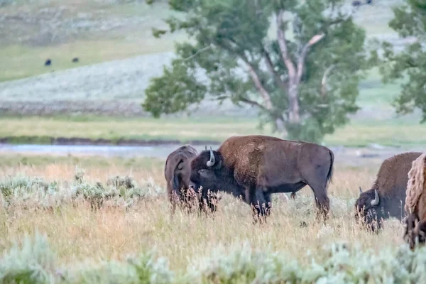 Pâturage Bisons Dans Parc National Yellowstone États Unis — Photo
