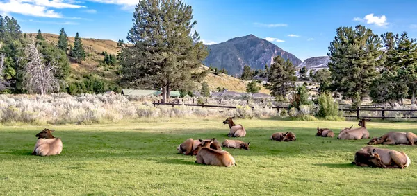 Άγρια Ελάφια Στο Γκαζόν Μαμούθ Ελατήρια Wyoming — Φωτογραφία Αρχείου
