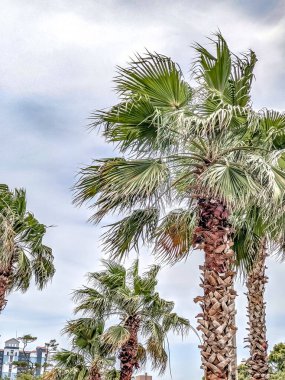 Güney Carolina 'daki Myrtle Sahili' nde palmiye ağaçları kaynıyor.