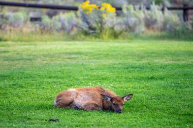 Mamut, Wyoming 'de vahşi geyik sürüsü