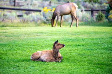 Mamut, Wyoming 'de vahşi geyik sürüsü
