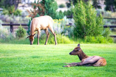 Mamut, Wyoming 'de vahşi geyik sürüsü