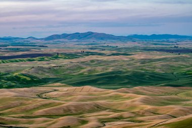 Soluk benizli Washington 'dan görülen tarım arazilerinin yeşil tepeleri.