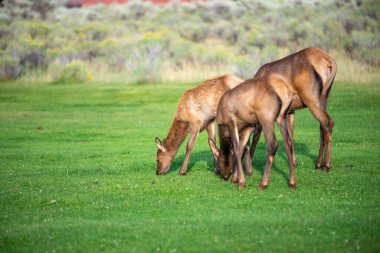 Mamut, Wyoming 'de vahşi geyik sürüsü