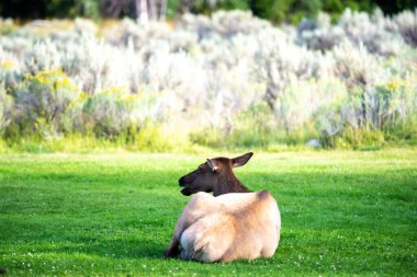 Mamut, Wyoming 'de vahşi geyik sürüsü