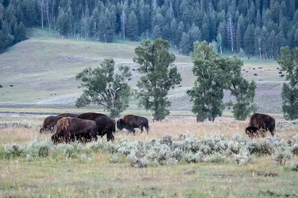 Wisente Weiden Yellowstone Nationalpark Usa — Stockfoto
