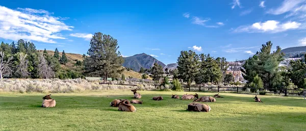 Άγρια Ελάφια Στο Γκαζόν Μαμούθ Ελατήρια Wyoming — Φωτογραφία Αρχείου