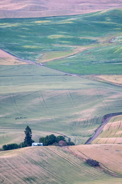 Зелені Пагорби Сільськогосподарських Полів Пшениці Які Можна Побачити Палацу Вашингтон — стокове фото