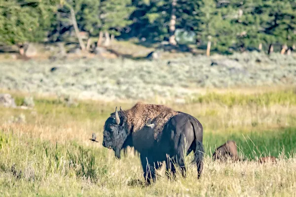 Bison Grazing Yellowstone National Park Usa — Stock Photo, Image