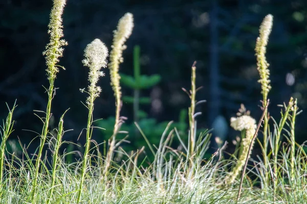 Oso Hierba Florece Parque Spokane Monte — Foto de Stock