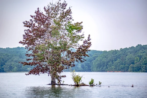 Einsamer Baum Inmitten Eines Sees — Stockfoto