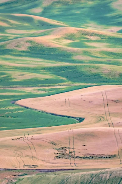 Zelené Zvlněné Kopce Pšeničných Polí Zemědělské Půdy Palouse Washington — Stock fotografie