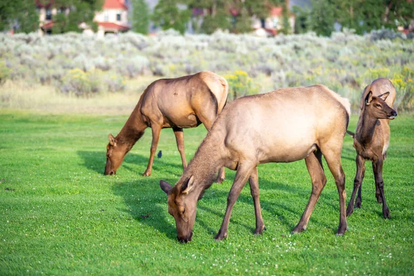 Hurd Wild Elk Mammoth Wyoming — Photo