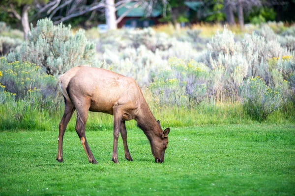 怀俄明州猛犸象的野生麋鹿跨栏 — 图库照片