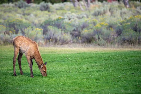 Hurd Wild Elk Mammoth Wyoming — Stock Photo, Image