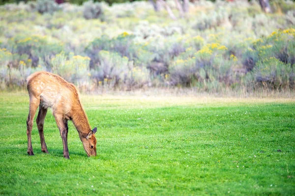 怀俄明州猛犸象的野生麋鹿跨栏 — 图库照片