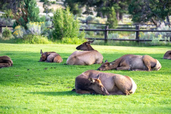 Hurd Wild Elk Mammoth Wyoming — Stock Photo, Image