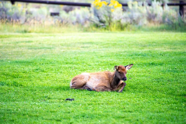 Mamut, Wyoming 'de vahşi geyik sürüsü