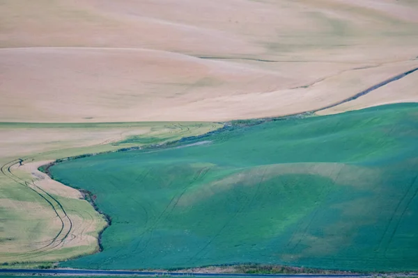 Zelené Zvlněné Kopce Pšeničných Polí Zemědělské Půdy Palouse Washington — Stock fotografie