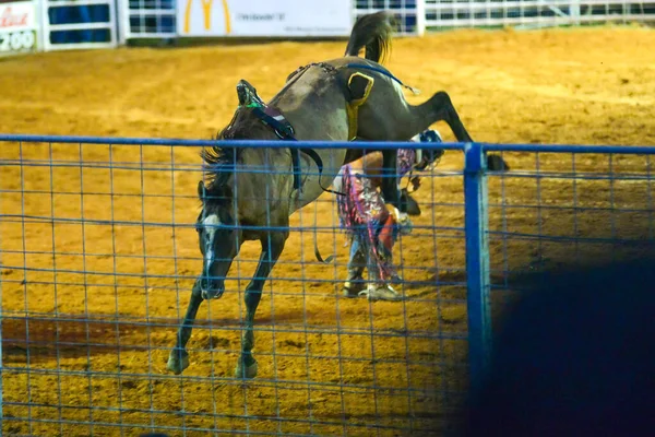 Cowboy Rodeo Mästerskapet Kvällen — Stockfoto