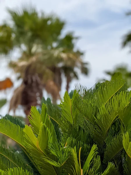 Güney Carolina Daki Myrtle Sahili Nde Palmiye Ağaçları Kaynıyor — Stok fotoğraf