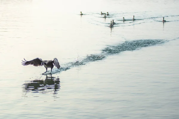 Kanadische Gänse Frühmorgens Wasser — Stockfoto