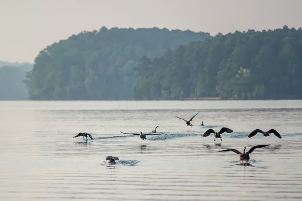 Gansos Canadienses Agua Temprano Mañana — Foto de Stock