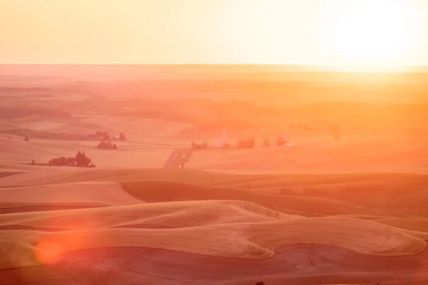 Зелёные Катящиеся Шипы Пшеничных Полей Фермерских Хозяйств Видимые Палуз Вашингтон — стоковое фото