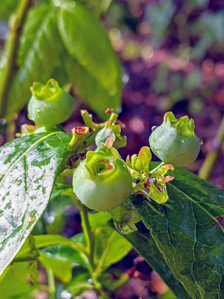 Unreife Grüne Blaubeere Auf Einer Pflanze — Stockfoto