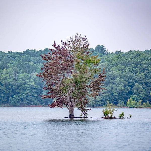 Árvore Solitária Meio Lago — Fotografia de Stock