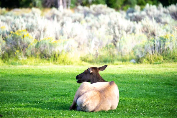 Hurd Wild Elk Mammoth Wyoming — Photo