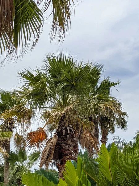 Güney Carolina Daki Myrtle Sahili Nde Palmiye Ağaçları Kaynıyor — Stok fotoğraf