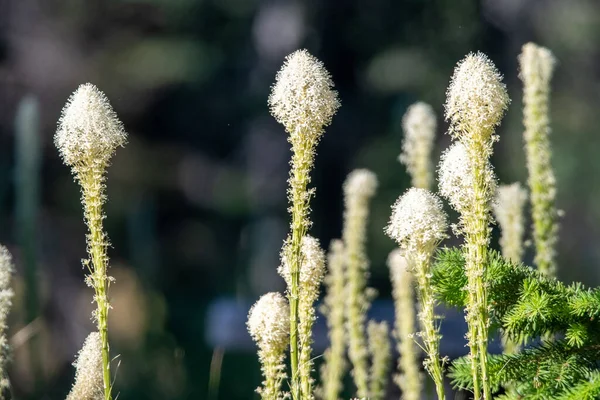 Bear Grass Blooms Mount Spokane Park — Stockfoto