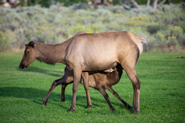 Mamut, Wyoming 'de vahşi geyik sürüsü