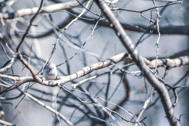 Marsh Tit chickadee resting on a tree branch