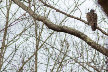 Akbaba kuşlar iyi bir yemekten sonra ağaçta dinleniyorlar.