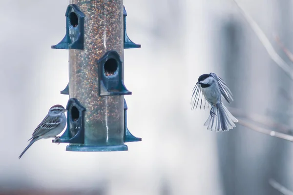 Birds Feeding Playing Feeder — Stock Photo, Image