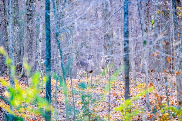 Whitetail Cervo Femmina Nel Bosco — Foto Stock