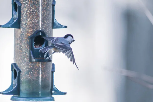 Yaitu Burung Yang Memberi Makan Dan Bermain Main — Stok Foto