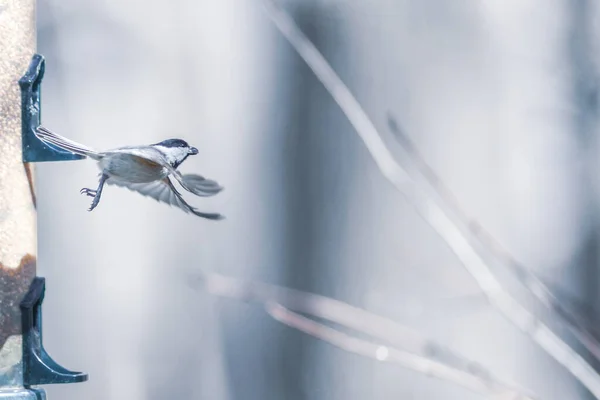 Vogels Die Zich Voeden Spelen Voerbak — Stockfoto